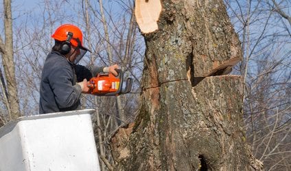 כריתת עצים – מה צריך לדעת?