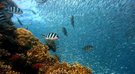 צלילה באילת – קופון הנחה לצלילה באתר אלמוגים עם אקווה סטאר