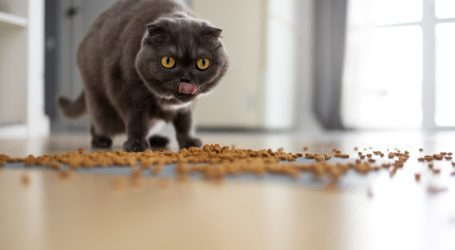 אוכל רטוב או אוכל יבש לחתולים – מה עדיף?